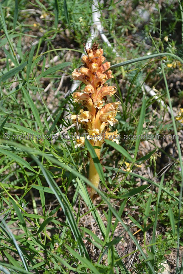 Orobanche rubens orobanche rouge
