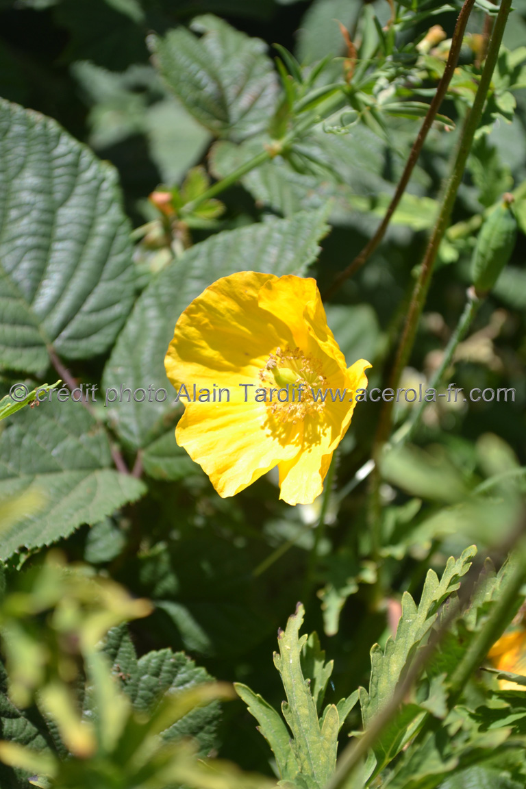 Papaver alpinum 2 pavot des Alpes ou Papaver alpinum