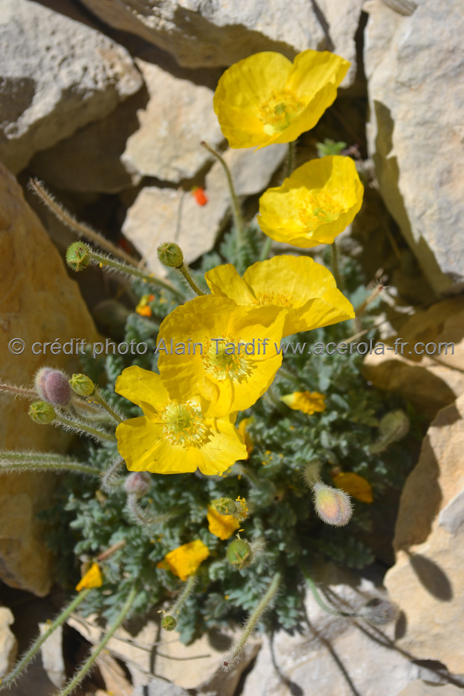 Papaver alpinum 4 pavot des Alpes