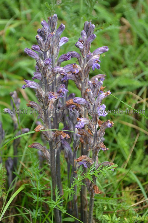 Phelipaea caerulea phélipée violette