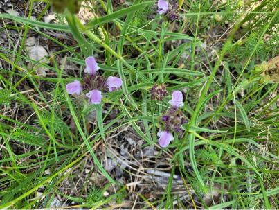 Prunella vulgaris 2 brunelle vulgaire ou Prunella vulgaris