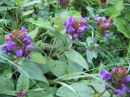 Prunella vulgaris brunelle vulgaire