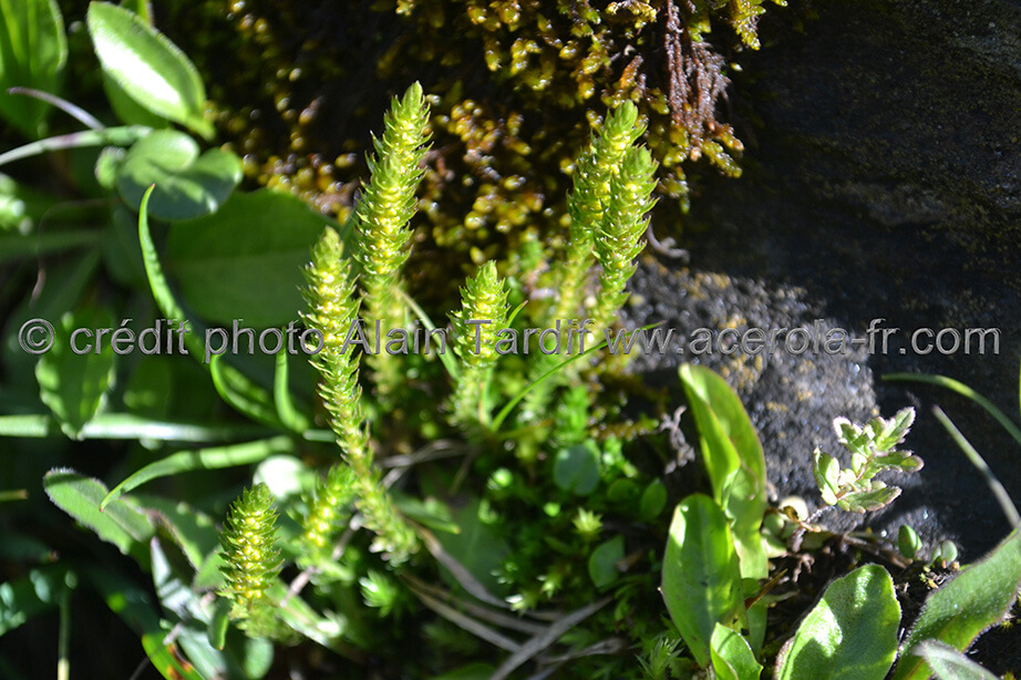 Selaginella spinulosa 3 sélaginelle spinuleuse ou Selaginella spinulosa