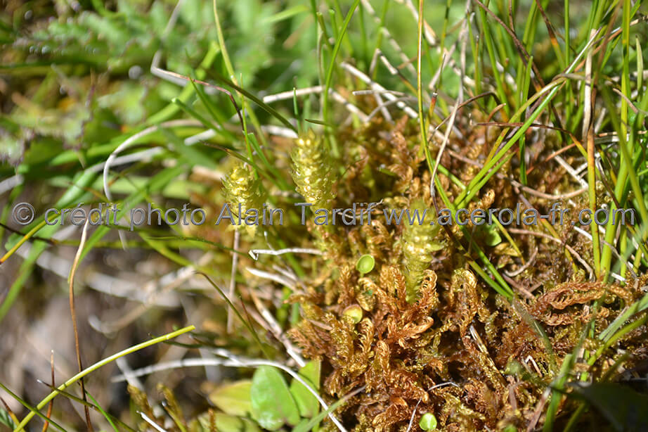 Selaginella spinulosa sélaginelle spinuleuse