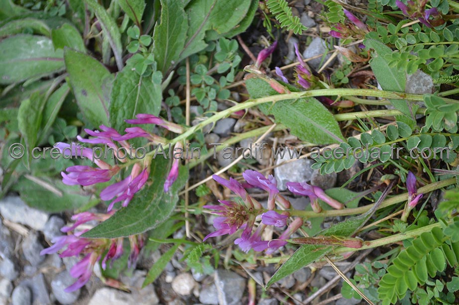astragalus monspessulanus 3 astragale de Montpellier