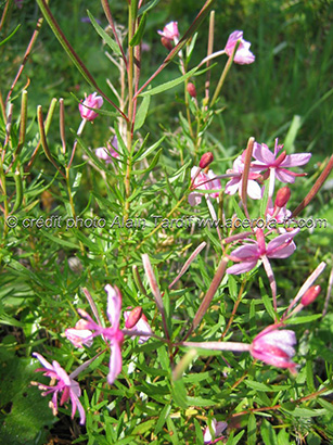 epilobium rosmarinifolium 2 épilobe à feuilles de romarin