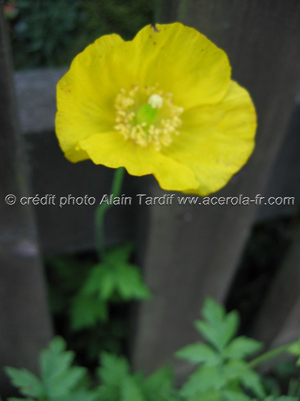 papaver alpinum pavot des Alpes ou Papaver alpinum