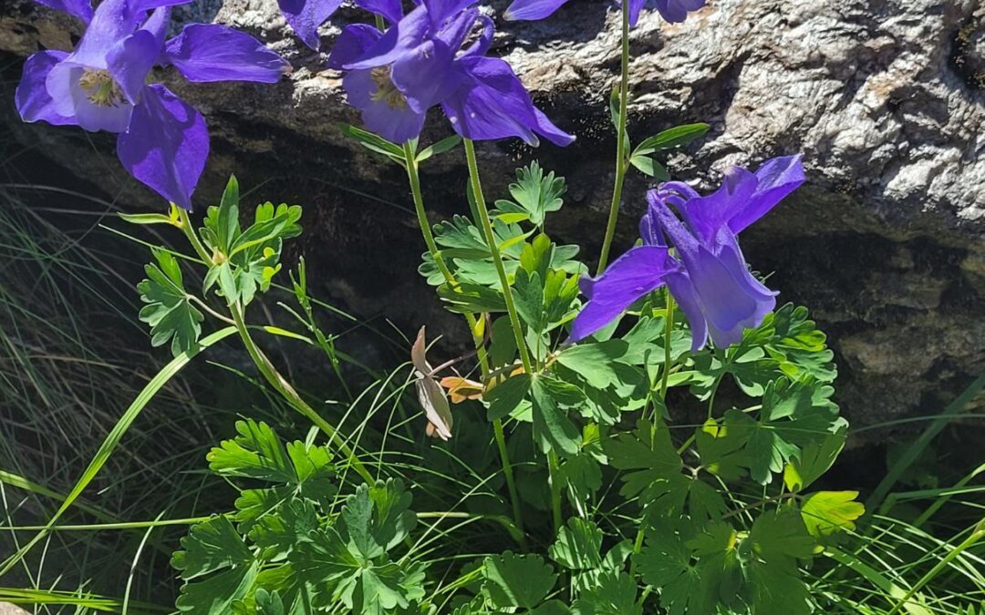 Aquilegia alpina – ancolie des Alpes