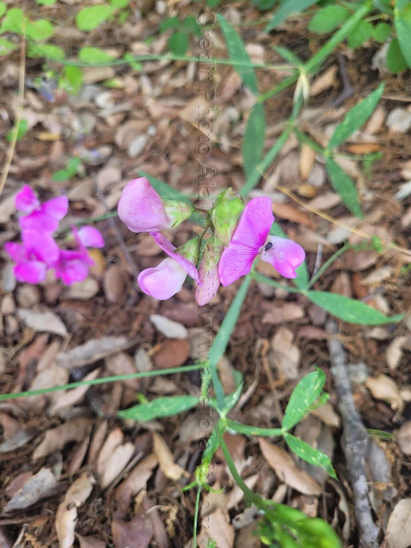 Lathyrus latifolius 2 gesse à larges feuilles