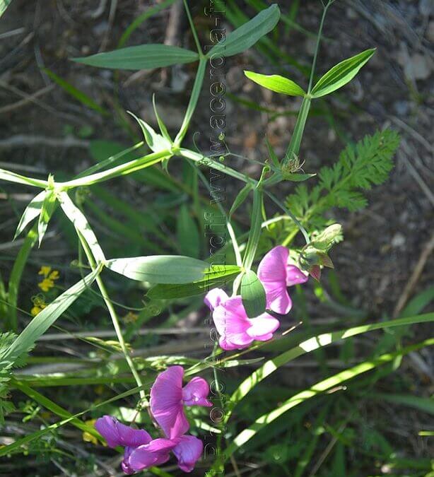 Lathyrus latifolius – gesse à larges feuilles
