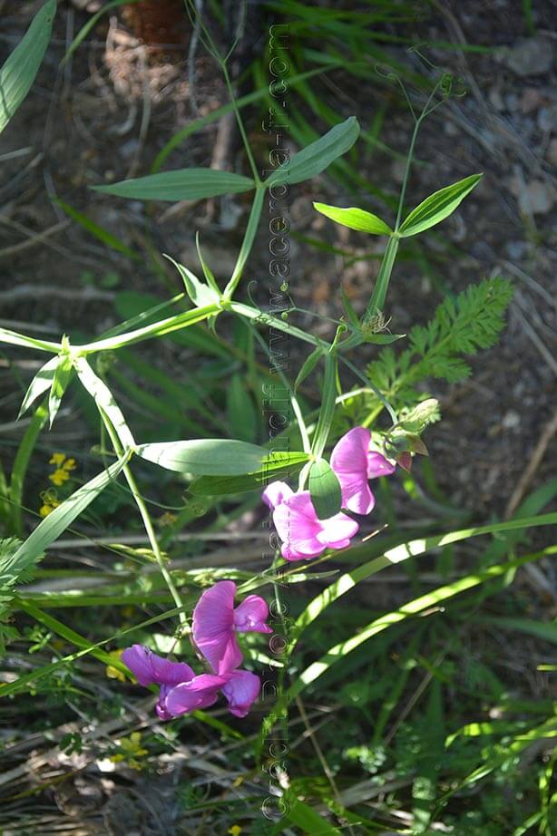 Lathyrus latifolius gesse à larges feuilles