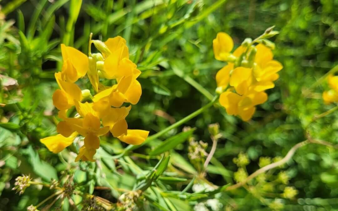 Lathyrus pratensis – gesse des prés