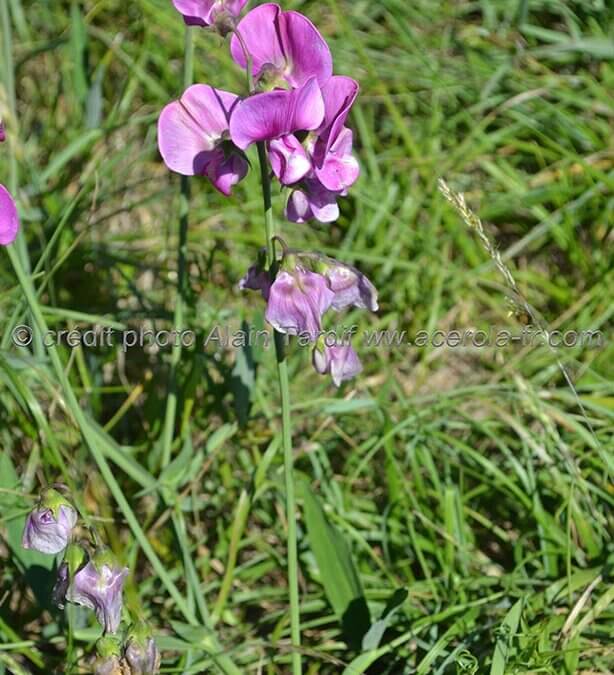 Lathyrus sylvestris – gesse des bois
