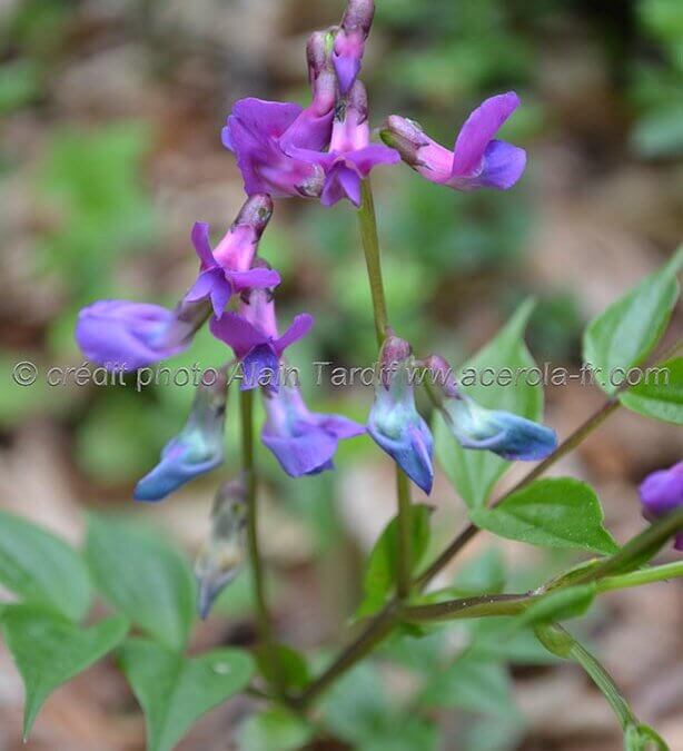 Lathyrus vernus – gesse du printemps