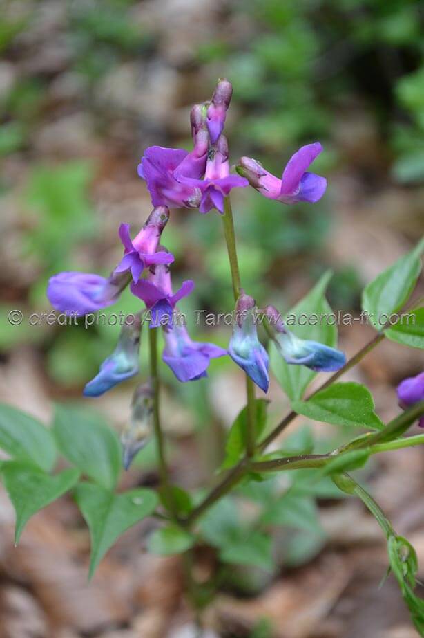 Lathyrus vernus 3 gesse du printemps
