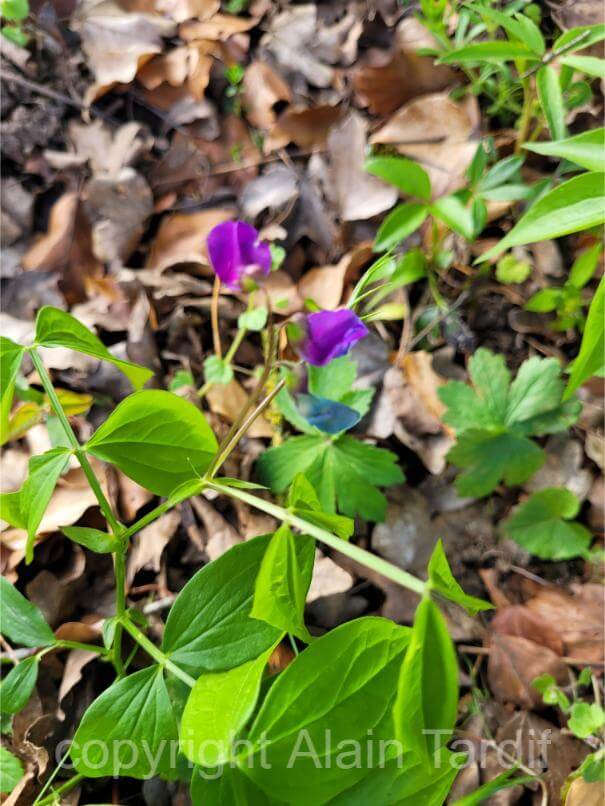 Lathyrus vernus 4 gesse du printemps ou Lathyrus vernus