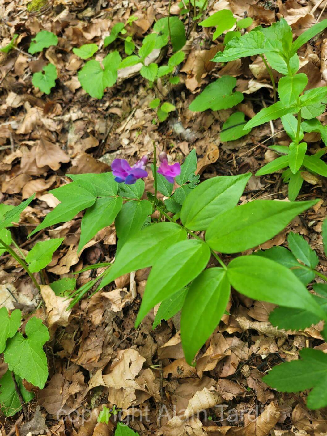 Lathyrus vernus 5 gesse du printemps ou Lathyrus vernus, aux très belles fleurs