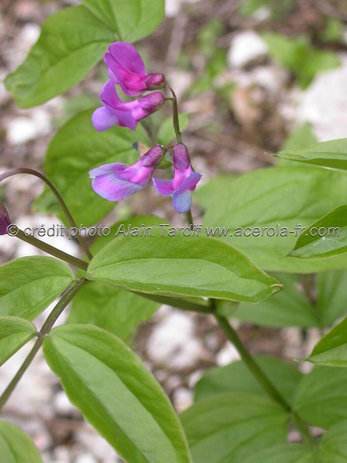 Lathyrus vernus gesse du printemps