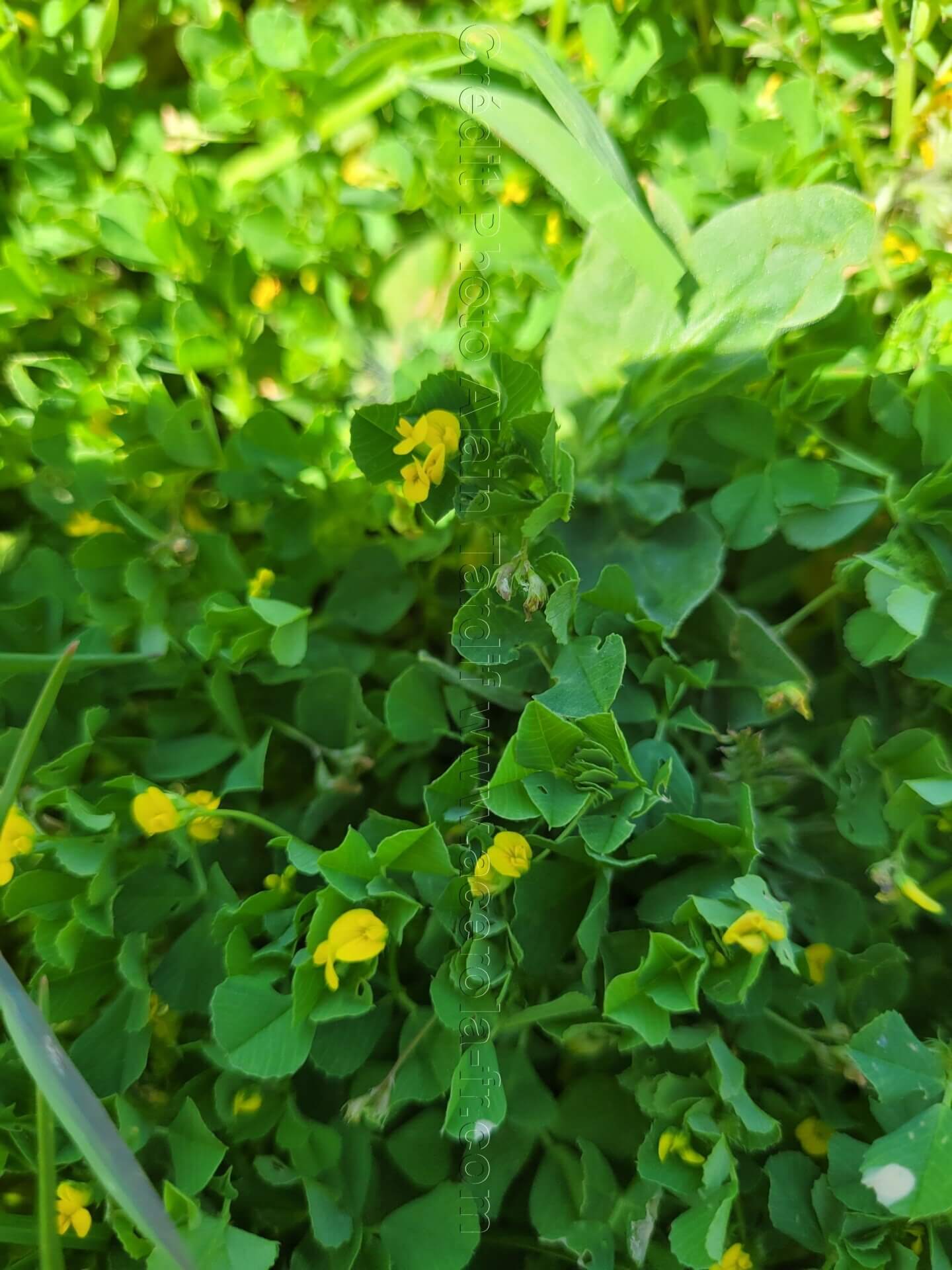 Medicago polymorpha luzerne polymorphe