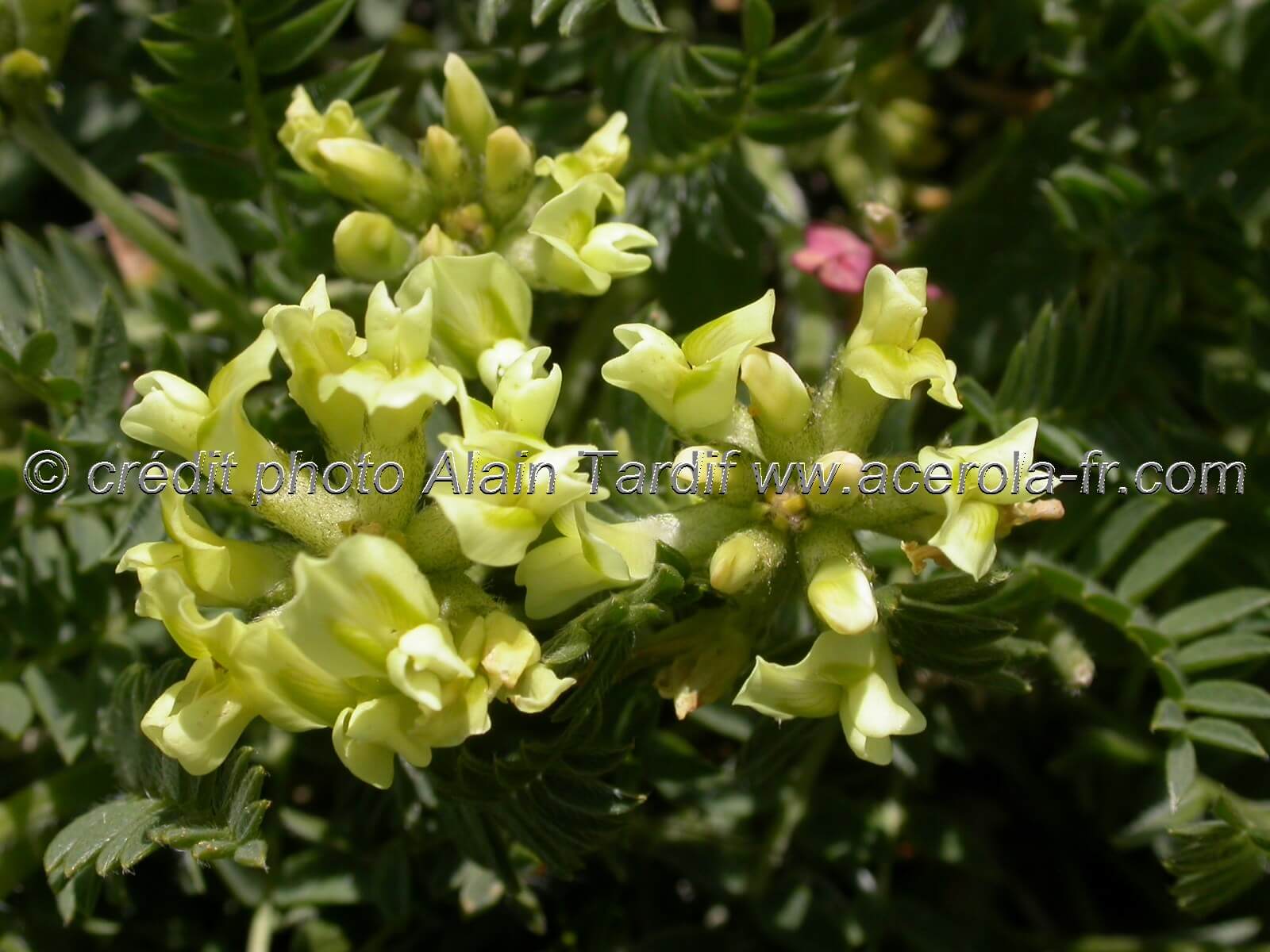 Oxytropis campestris oxytropide champêtre