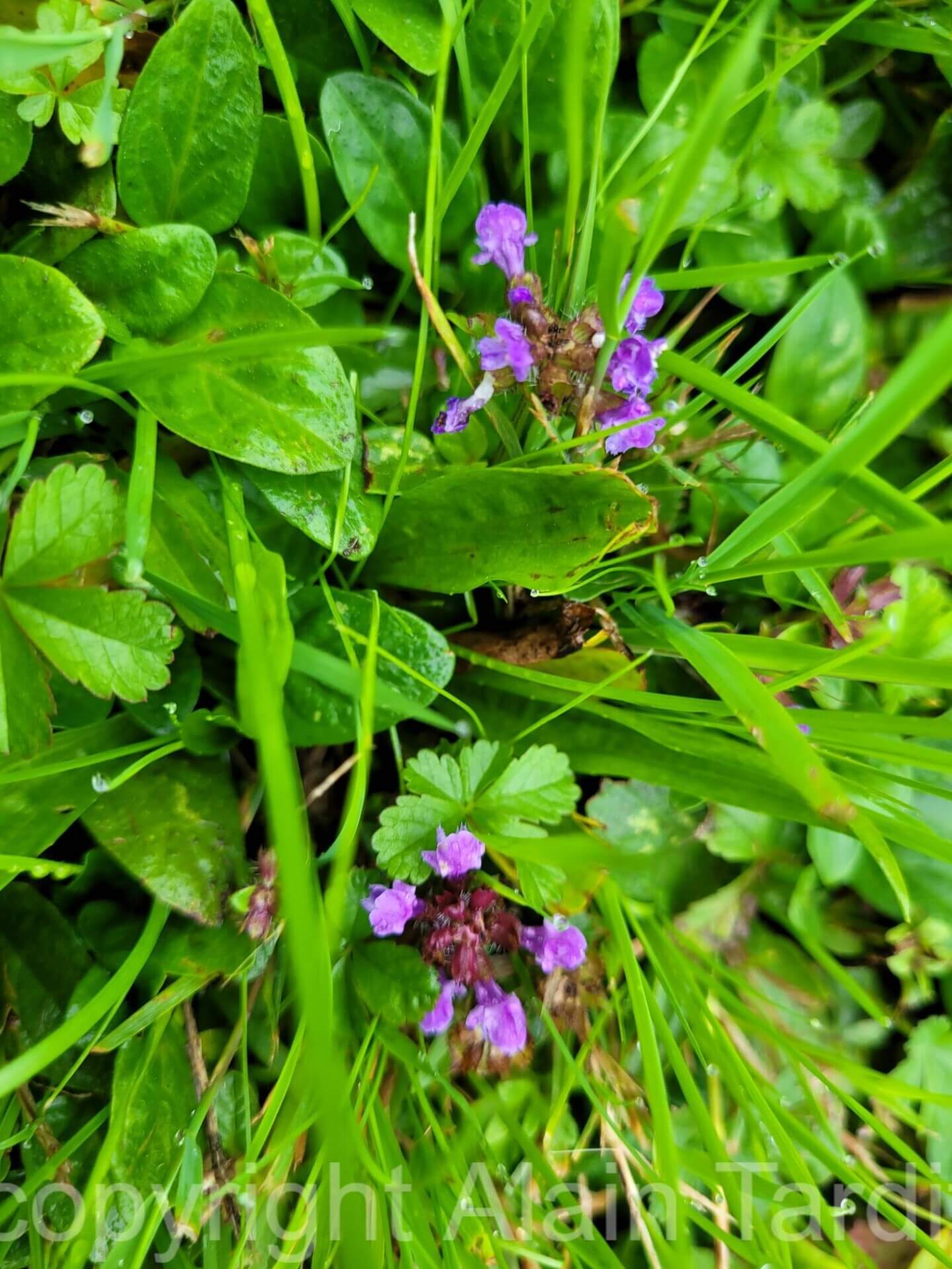 Prunella vulgaris (1) brunelle vulgaire ou Prunella vulgaris