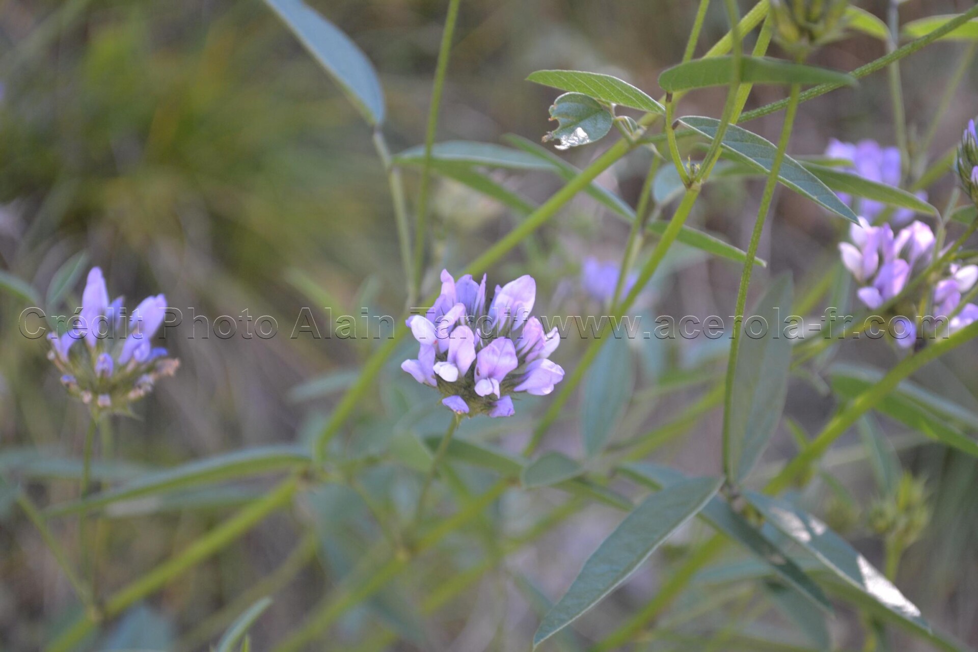 Psoralea bituminosa 2 psoralée bitumineuse, Psoralea bituminosa ou Bituminaria bituminosa