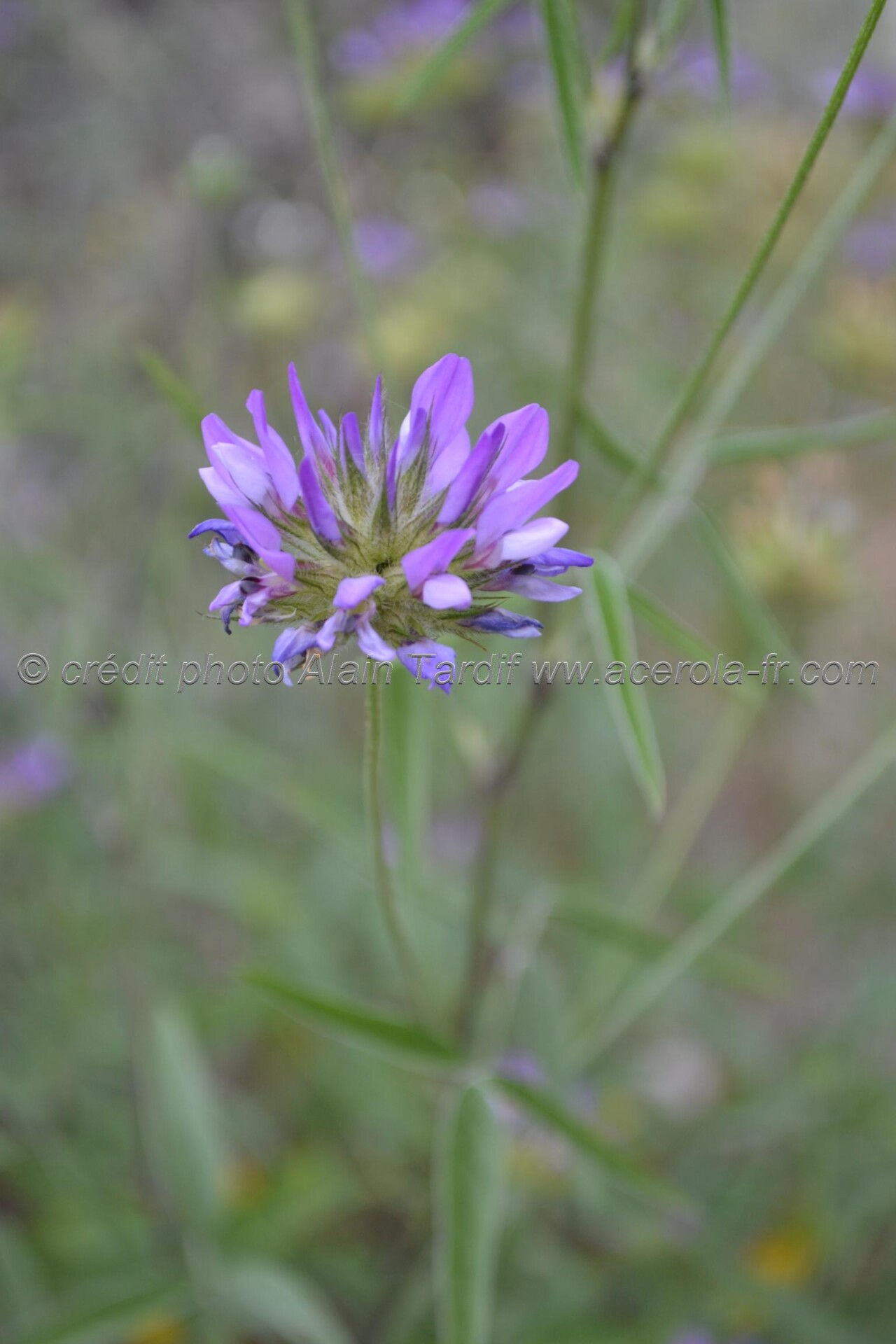 Psoralea bituminosa psoralée bitumineuse