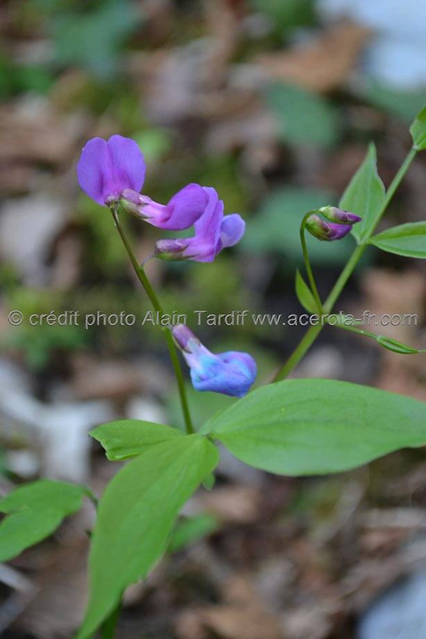lathyrus vernus 2 gesse du printemps ou Lathyrus vernus, aux très belles fleurs