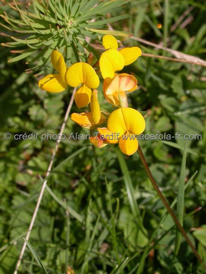 lotus_corniculatus lotier corniculé