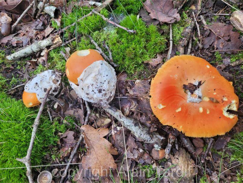Amanita caesarea oronge ou amanite des Césars