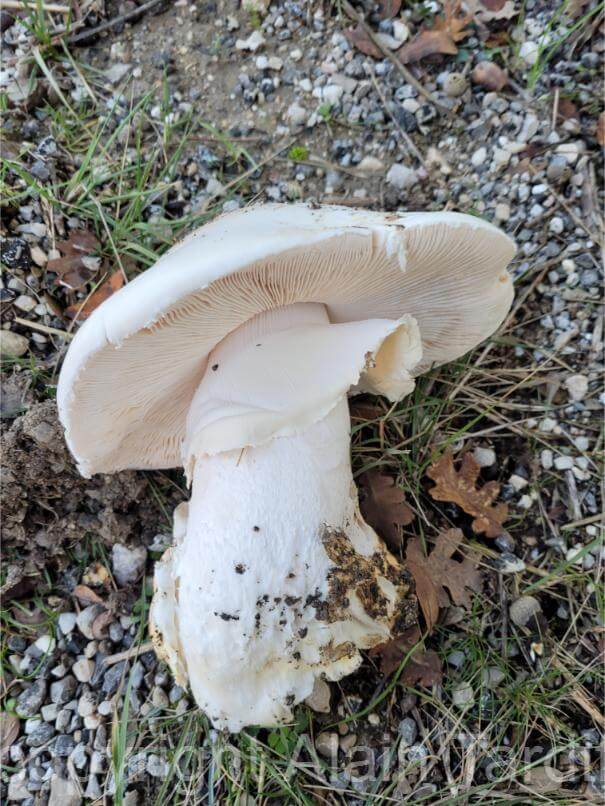 Amanita ovoidea amanite ovoïde ou oronge blanche