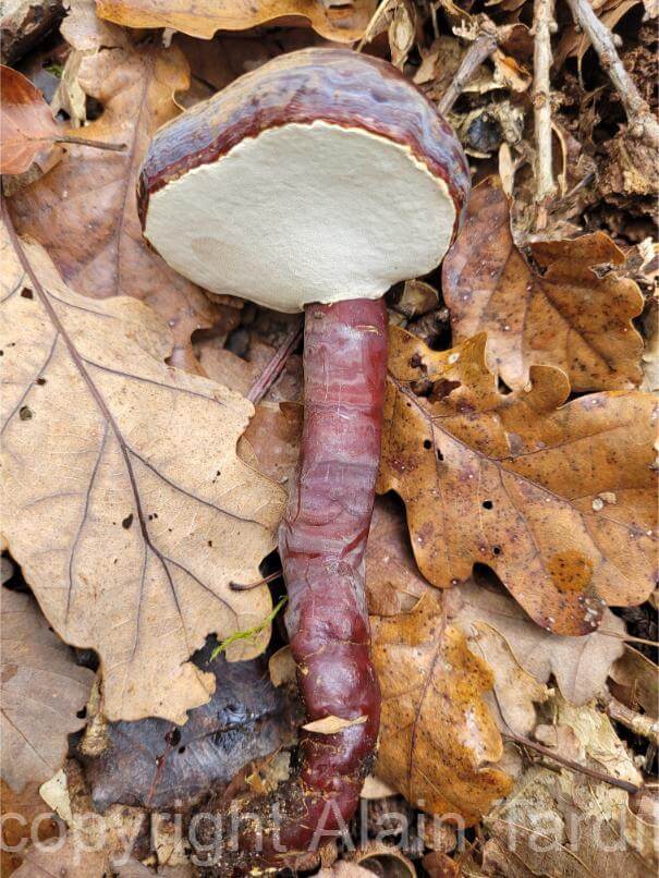 Ganoderma lucidum ganoderme luisant ou reishi