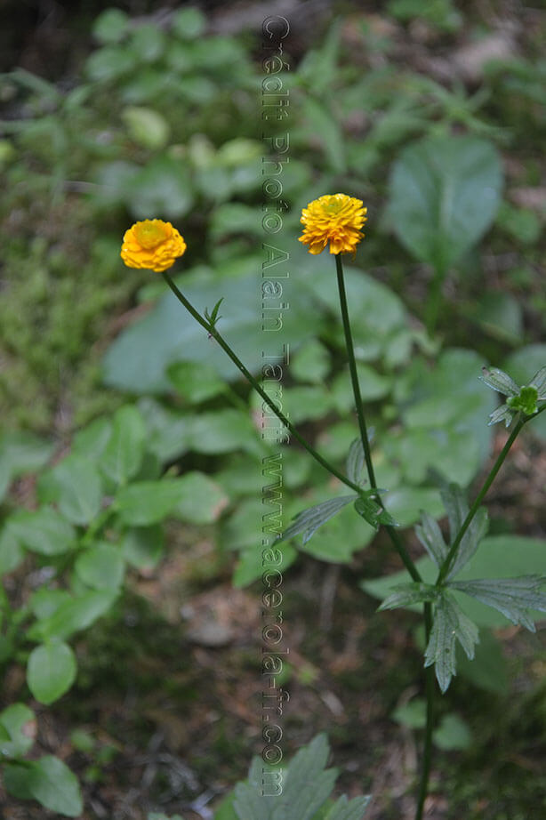 Ranunculus auricomus multiple renoncule tête d'or