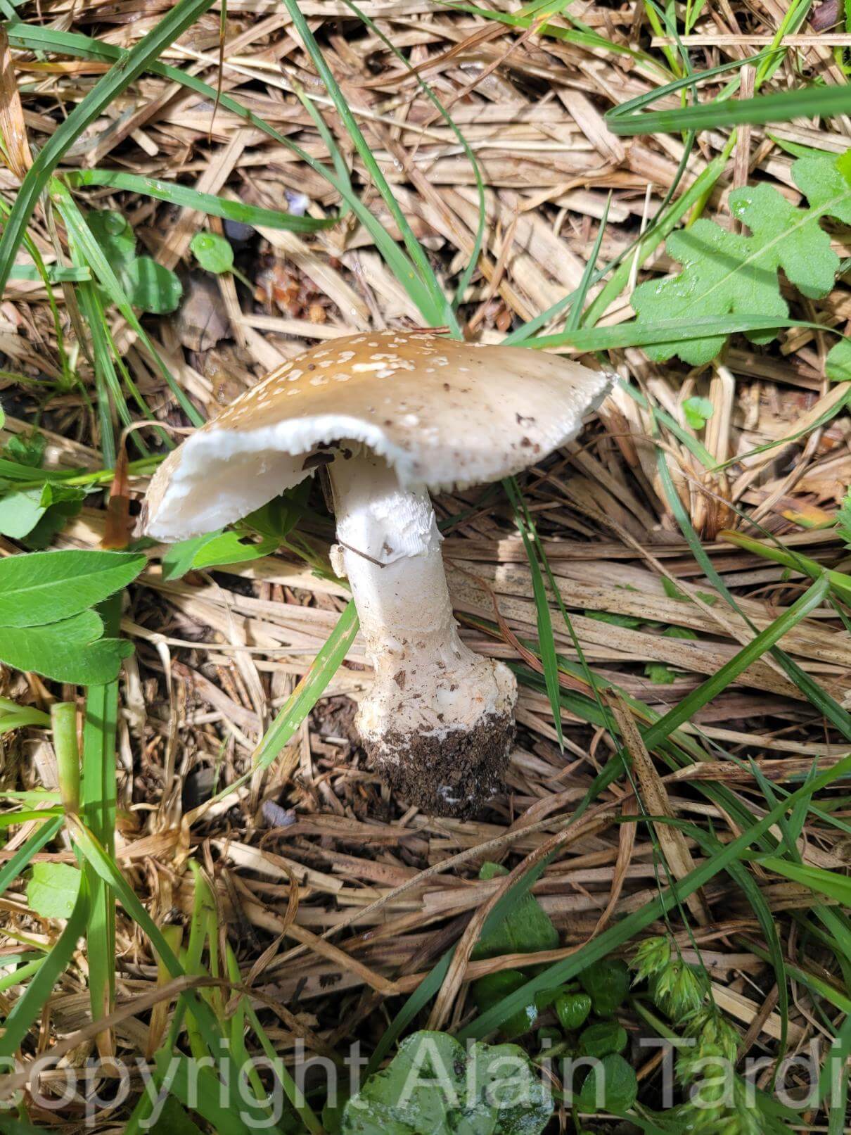 amanita rubescens amanite rougissante