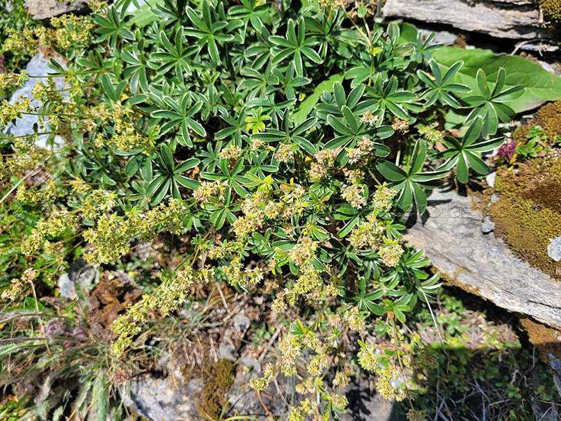 Alchemilla alpina 2 Alchemilla alpina ou alchémille des Alpes