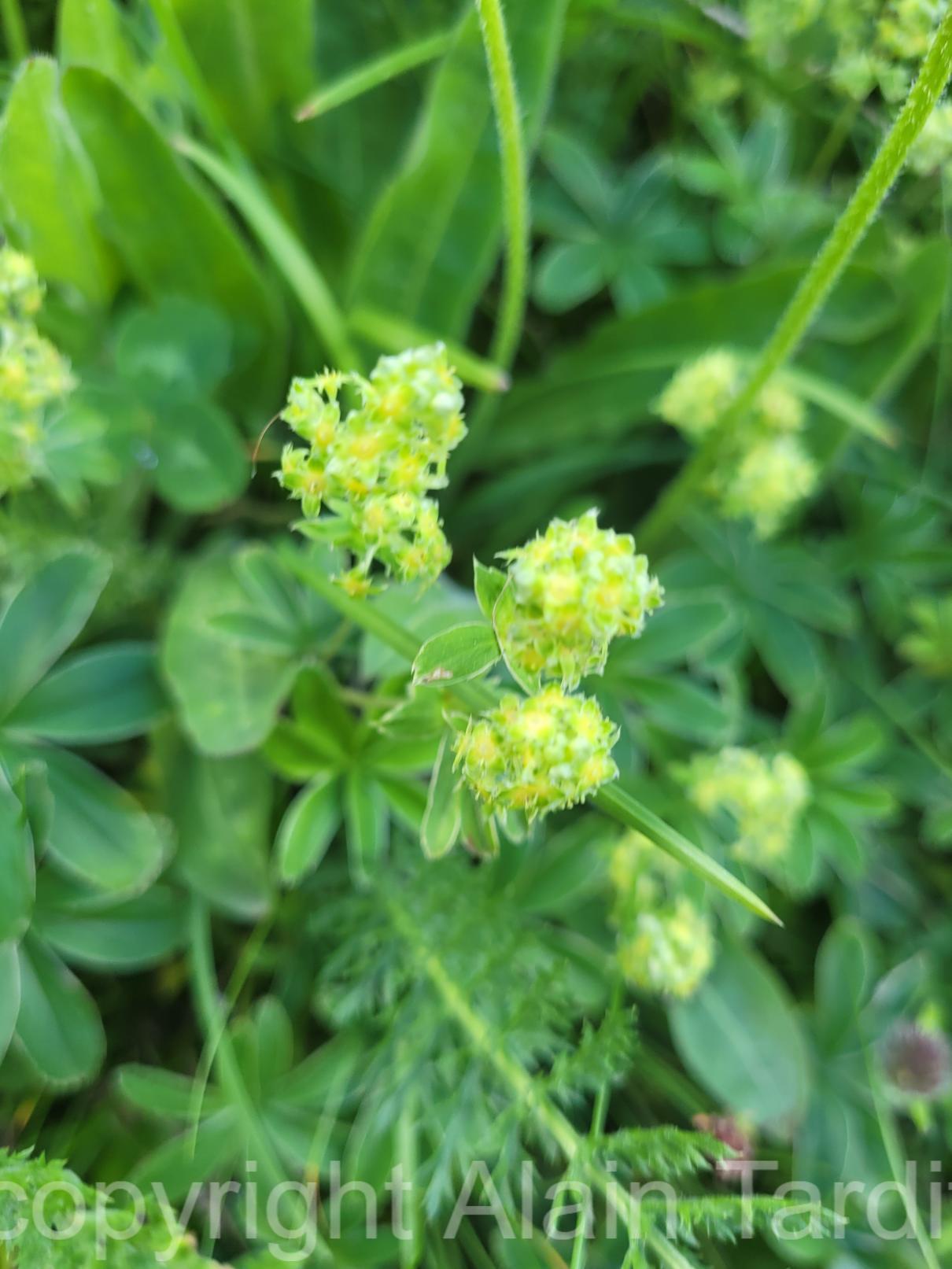 Alchemilla alpina 3 Alchemilla alpina ou alchémille des Alpes