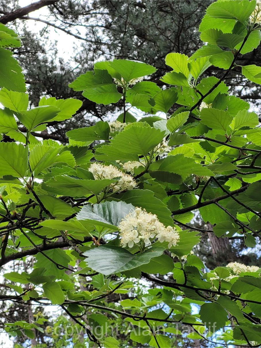 Aria latifolia 2 Aria latifolia ou alisier de Fontainebleau