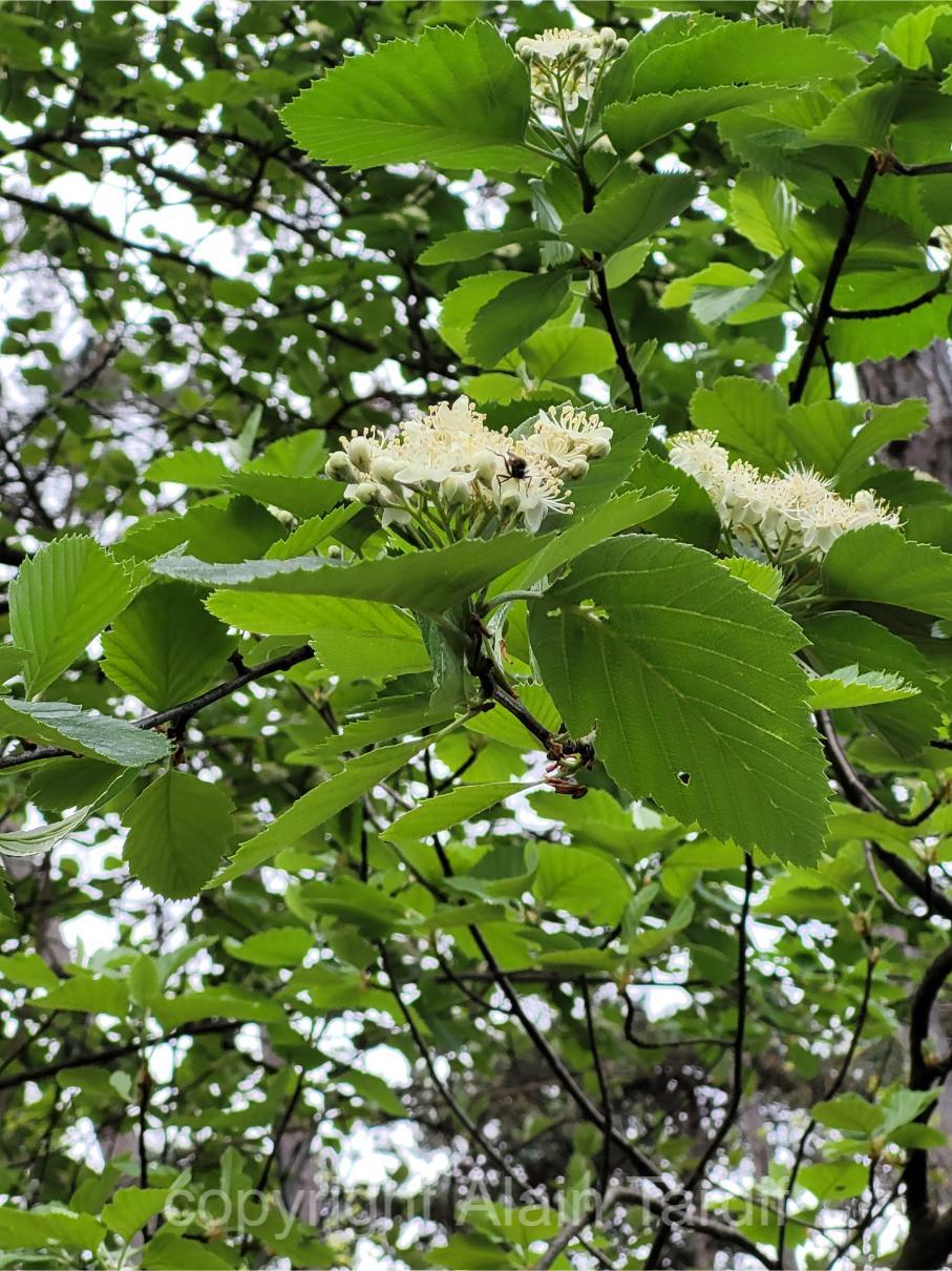 Aria latifolia Aria latifolia ou alisier de Fontainebleau