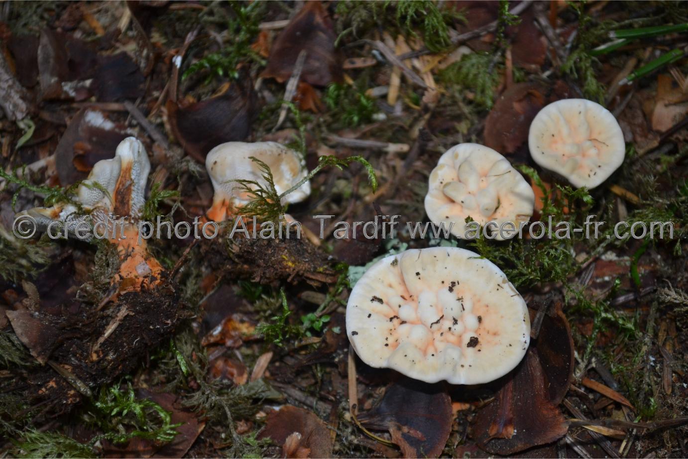 Calodon aurantiacum Calodon aurantiacum ou hydne orangé