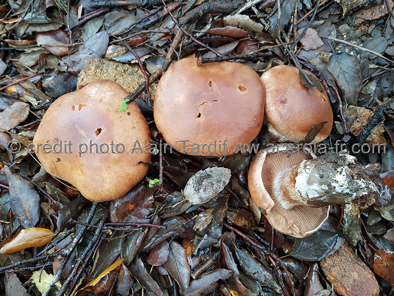 Cortinarius claricolor Cortinarius claricolor ou cortinaire de couleur claire