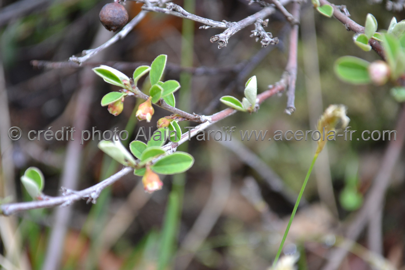 Cotoneaster vulgaris Cotoneaster vulgaris ou cotonéaster vulgaire