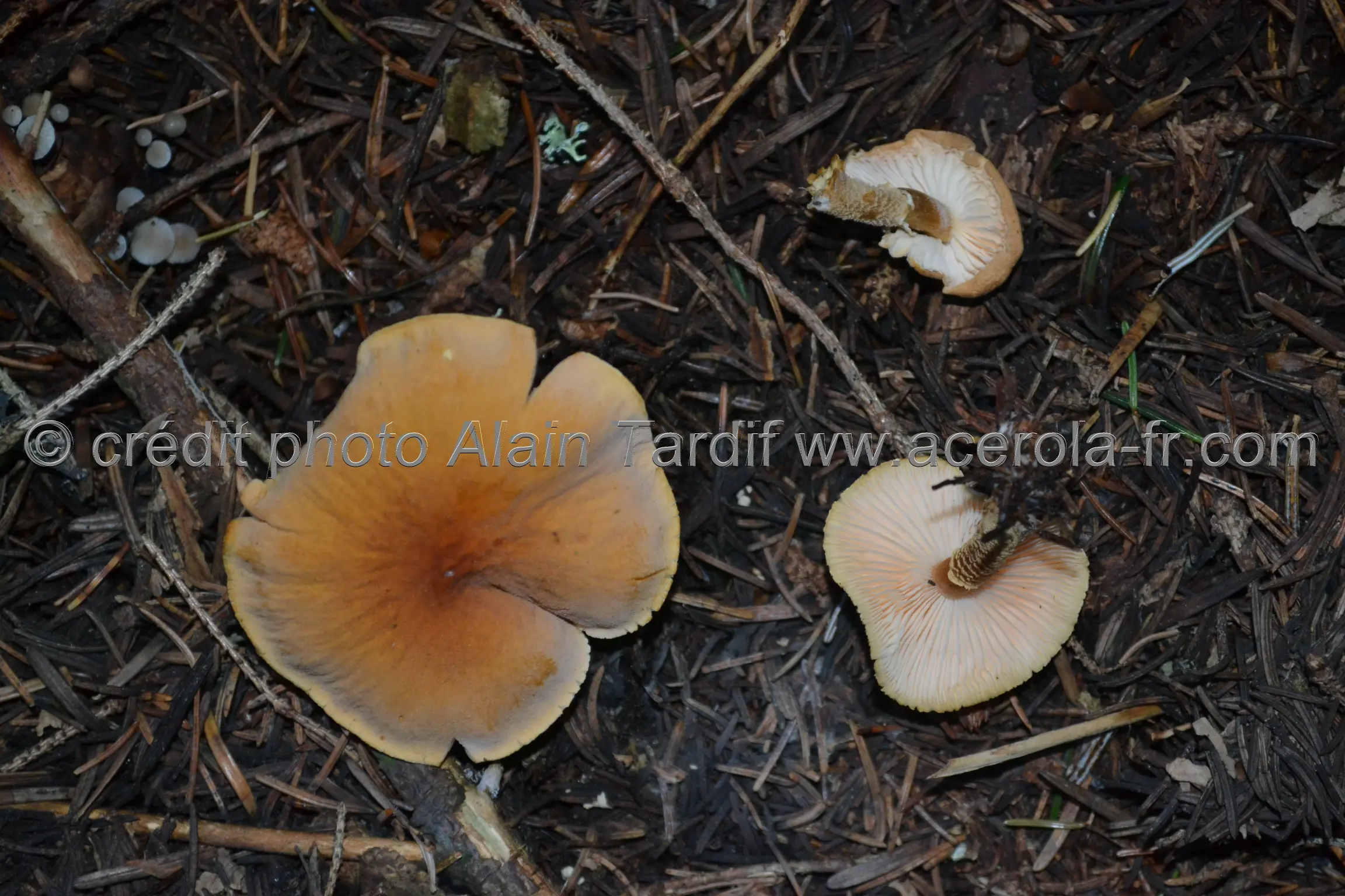 Cystoderma amianthinum Les cystodermes, cystoderme furfuracé ou cystoderma amianthinum