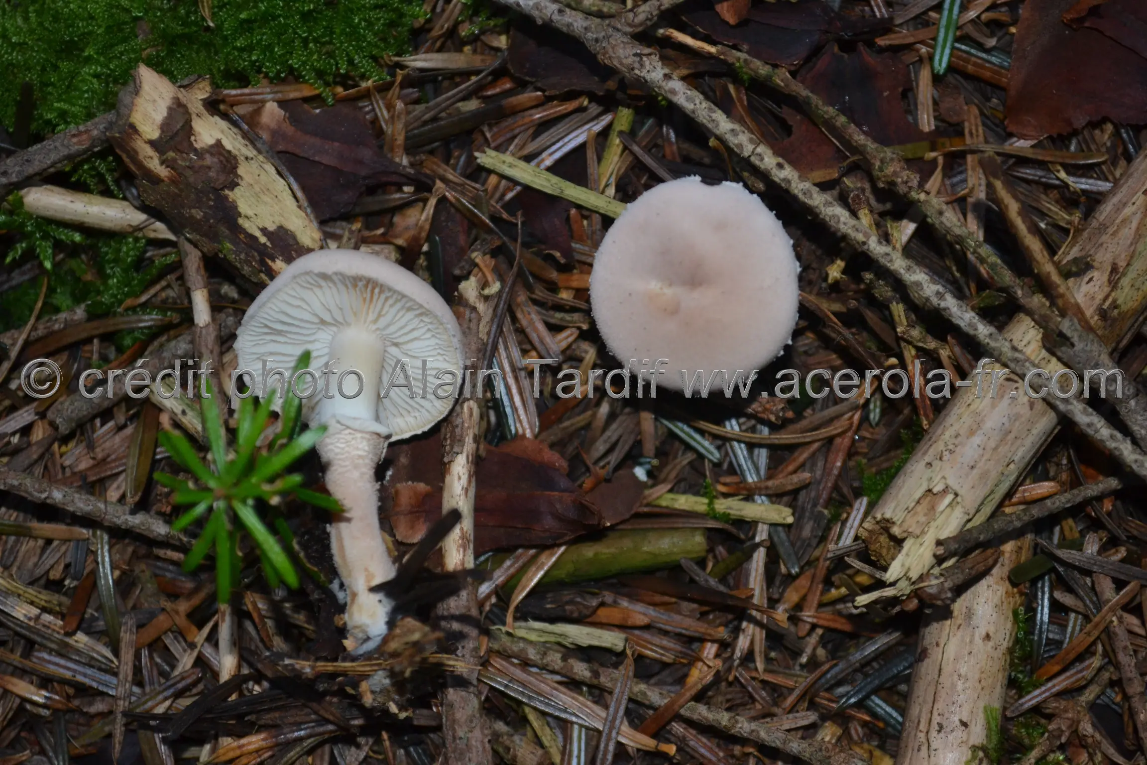 Cystoderma carcharias Cystoderma carcharias ou cystoderme dent de requin