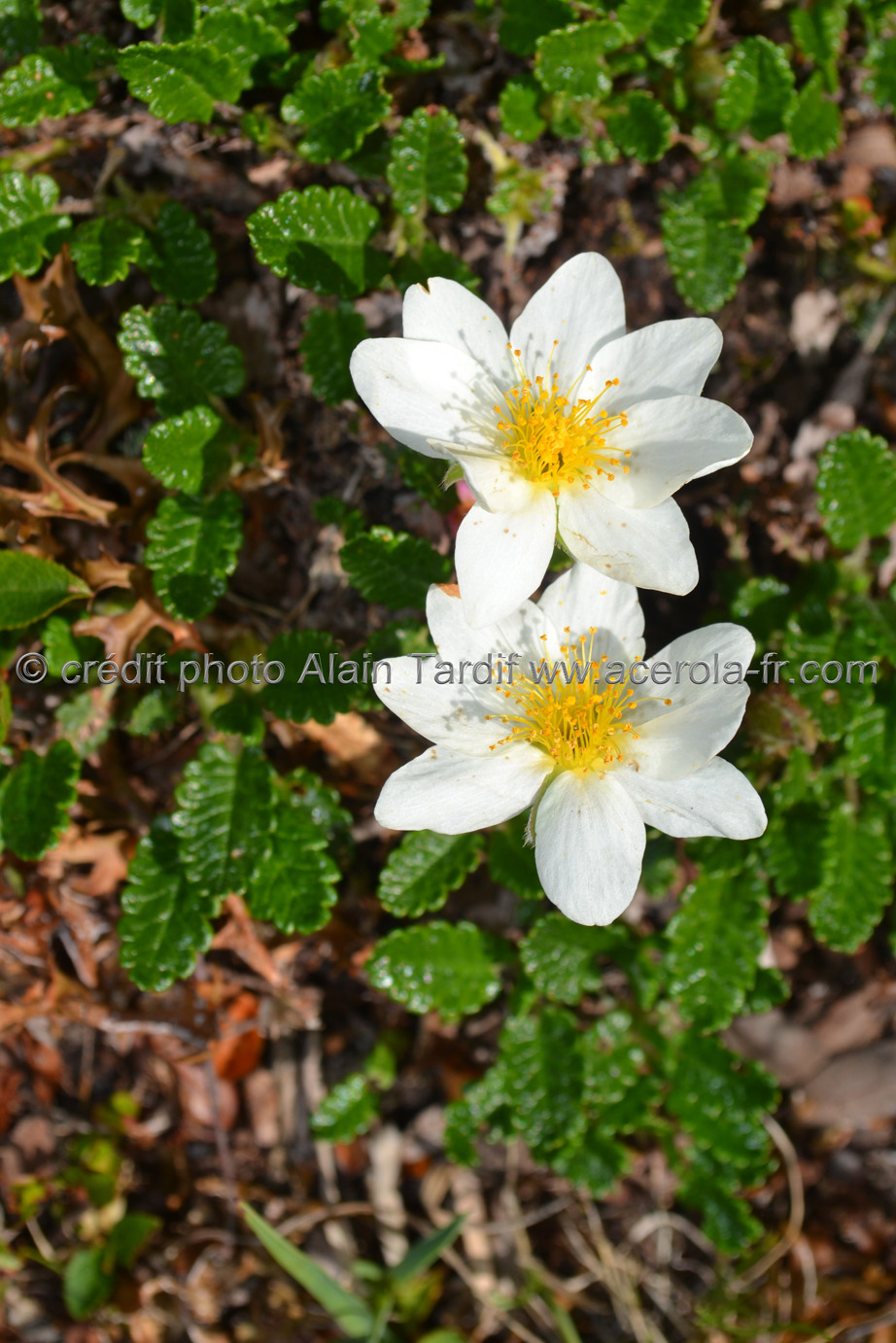 Dryas octopetala 4 Dryas octopetala ou dryade à 8 pétales