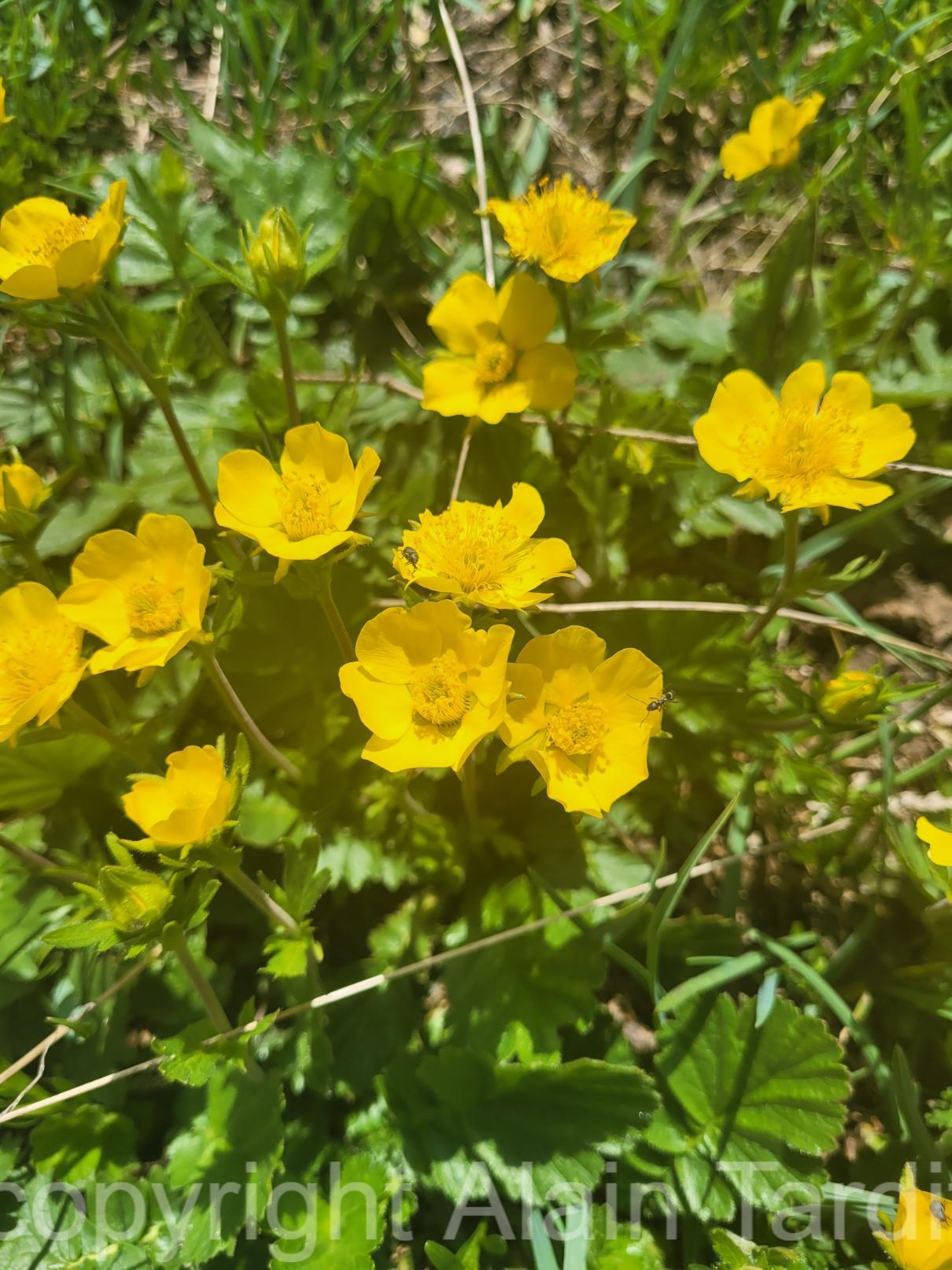 Geum montanum Geum montanum ou benoite des montagnes