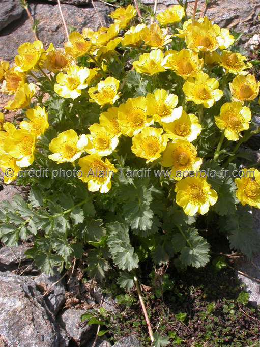 Geum reptans 2 Geum reptans ou benoite rampante