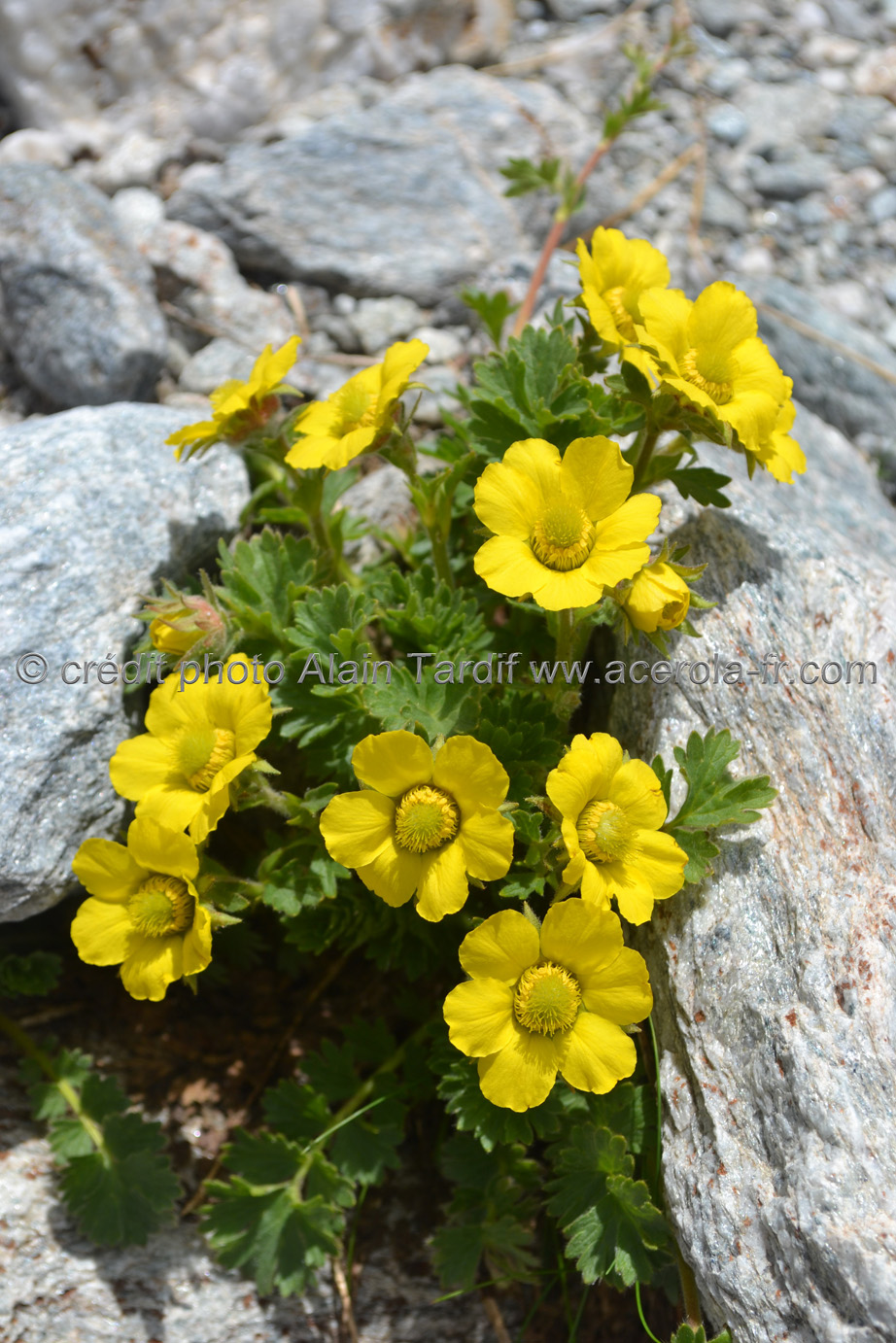 Geum reptans 3 Geum reptans ou benoite rampante