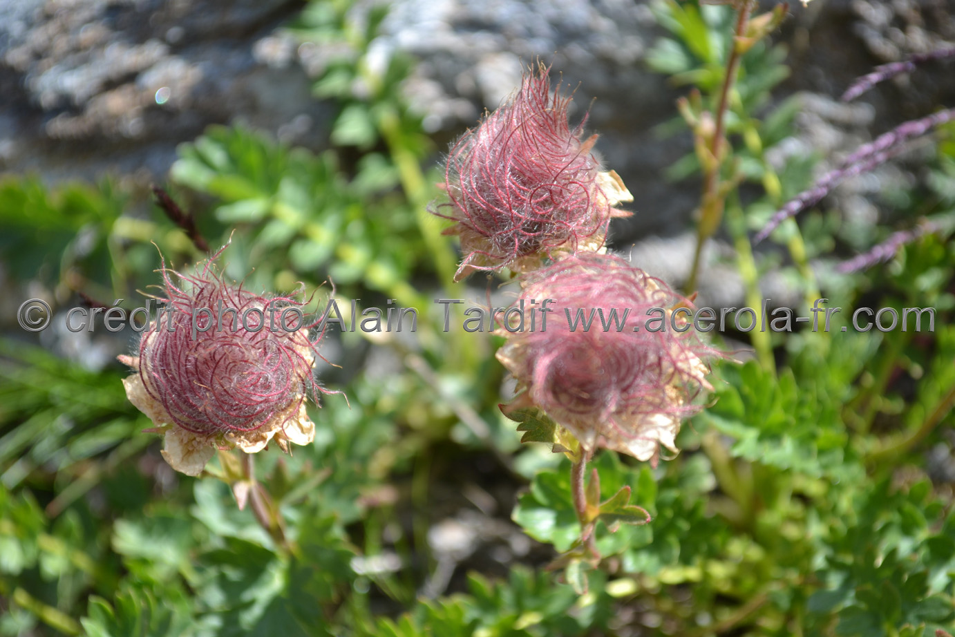 Geum reptans fruits Geum reptans ou benoite rampante