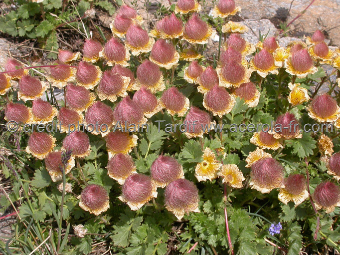 Geum reptans fruits2 Geum reptans ou benoite rampante