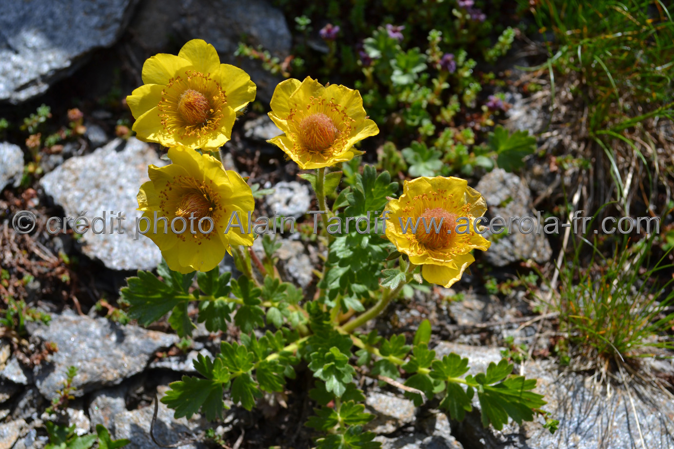 Geum reptans Geum reptans ou benoite rampante